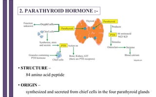 2. PARATHYROID HORMONE :-
• STRUCTURE –
84 amino acid peptide
• ORIGIN –
synthesized and secreted from chief cells in the four parathyroid glands
 
