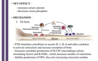 • NET EFFECT –
- increases serum calcium
- decreases serum phosphate
• MECHANISM –
I. On bone,
- PTH stimulates osteoblasts to secrete IL-1, IL-6 and other cytokines
to activate osteoclasts and increase resorption of bone
- Increases osteoblast production of M-CSF (macrophage colony-
stimulating factor) and RANKL, which increases number of osteoclasts.
- Inhibits production of OPG, thus also increasing osteoclast number.
 