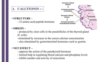 3. CALCITONIN :-
• STRUCTURE –
- 32 amino-acid peptide hormone
• ORIGIN –
- produced by clear cells in the parafollicles of the thyroid gland
(C cells)
-stimulated by increases in the serum calcium concentration
- also stimulated by gastrointestinal hormones such as gastrin.
• NET EFFECT –
- opposes the action of the parathyroid hormone
- limited help in regulating blood calcium and phosphate levels
- inhibit number and activity of osteoclasts
 