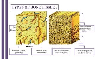 TYPES OF BONE TISSUE :
Based on texture of
cross sections
Compact bone
Dense/Cortical bone
Spongy bone
Trabecular/Cancellous
Based on matrix
arrangement
Woven bone
(primary bone tissue)
Lamellar bone
(secondary bone
tissue)
Based on maturity
Immature bone
(primary)
Mature bone
(secondary)
Based on
developmental
origin
Intramembranous
(mesenchymal)
Intracartilaginous
(endochondral)
 