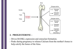 2. PROGESTERONE –
- Drives RANKL expression and osteoclast formation.
- Peaks during pregnancy to release Calcium from the mother's bones to
help calcify the bones of the fetus.
 