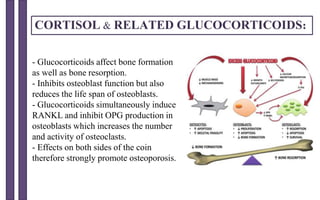 - Glucocorticoids affect bone formation
as well as bone resorption.
- Inhibits osteoblast function but also
reduces the life span of osteoblasts.
- Glucocorticoids simultaneously induce
RANKL and inhibit OPG production in
osteoblasts which increases the number
and activity of osteoclasts.
- Effects on both sides of the coin
therefore strongly promote osteoporosis.
CORTISOL & RELATED GLUCOCORTICOIDS:
 
