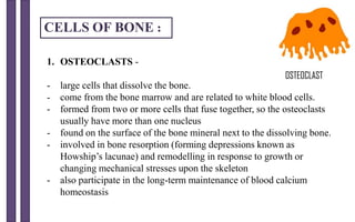 CELLS OF BONE :
1. OSTEOCLASTS -
- large cells that dissolve the bone.
- come from the bone marrow and are related to white blood cells.
- formed from two or more cells that fuse together, so the osteoclasts
usually have more than one nucleus
- found on the surface of the bone mineral next to the dissolving bone.
- involved in bone resorption (forming depressions known as
Howship’s lacunae) and remodelling in response to growth or
changing mechanical stresses upon the skeleton
- also participate in the long-term maintenance of blood calcium
homeostasis
 