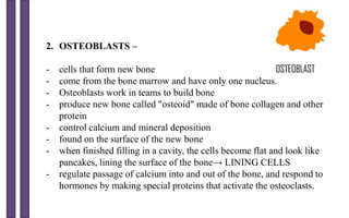 2. OSTEOBLASTS –
- cells that form new bone
- come from the bone marrow and have only one nucleus.
- Osteoblasts work in teams to build bone
- produce new bone called "osteoid" made of bone collagen and other
protein
- control calcium and mineral deposition
- found on the surface of the new bone
- when finished filling in a cavity, the cells become flat and look like
pancakes, lining the surface of the bone→ LINING CELLS
- regulate passage of calcium into and out of the bone, and respond to
hormones by making special proteins that activate the osteoclasts.
 