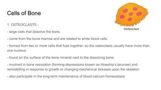 bone metabolism by dr narendra shirsat.pptx