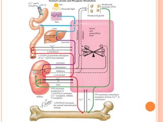 PHYSIOLOGY OF CALCIUM AND VITAMIN D METABOLISM PPT DR NAV.pptx