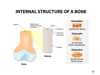 Bone Mets Types Bone metastasis | PPT