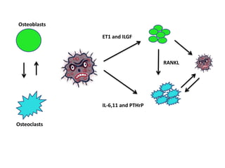 Osteoblasts
Osteoclasts
IL-6,11 and PTHrP
ET1 and ILGF
RANKL
 