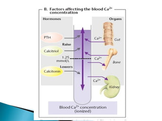 Bone mineral homeostasis | PPT