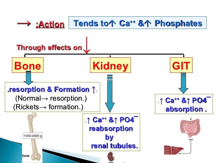 Bone mineral homeostasis