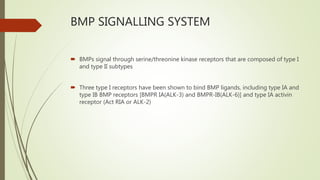 Bone morphogenic proteins seminar | PPTX