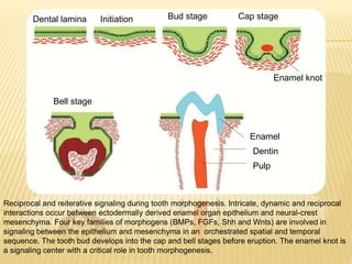 Reciprocal and reiterative signaling during tooth morphogenesis. Intricate, dynamic and reciprocal
interactions occur between ectodermally derived enamel organ epithelium and neural-crest
mesenchyma. Four key families of morphogens (BMPs, FGFs, Shh and Wnts) are involved in
signaling between the epithelium and mesenchyma in an orchestrated spatial and temporal
sequence. The tooth bud develops into the cap and bell stages before eruption. The enamel knot is
a signaling center with a critical role in tooth morphogenesis.
Enamel
Dentin
Pulp
Enamel knot
Dental lamina Initiation Bud stage Cap stage
Bell stage
 