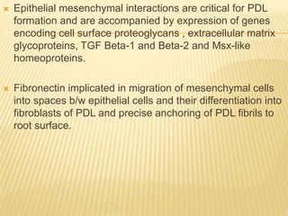  Epithelial mesenchymal interactions are critical for PDL
formation and are accompanied by expression of genes
encoding cell surface proteoglycans , extracellular matrix
glycoproteins, TGF Beta-1 and Beta-2 and Msx-like
homeoproteins.
 Fibronectin implicated in migration of mesenchymal cells
into spaces b/w epithelial cells and their differentiation into
fibroblasts of PDL and precise anchoring of PDL fibrils to
root surface.
 
