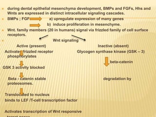  during dental epithelial mesenchyma development, BMPs and FGFs, Hhs and
Wnts are expressed in distinct intracellular signaling cascades.
 BMPs ; FGFs : a) upregulate expression of many genes
b) induce proliferation in mesenchyme.
 Wnt. family members (20 in humans) signal via frizzled family of cell surface
receptors.
 Wnt signaling
Active (present) Inactive (absent)
Activates frizzled receptor Glycogen synthase kinase (GSK – 3)
phosphorylates
beta-catenin
GSK 3 activity blocked
Beta - catenin stable degradation by
proteosomes.
Translocated to nucleus
binds to LEF /T-cell transcription factor
Activates transcription of Wnt responsive
 