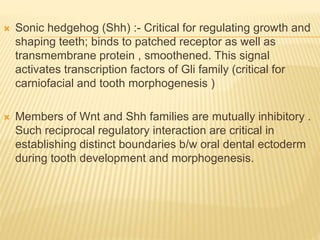  Sonic hedgehog (Shh) :- Critical for regulating growth and
shaping teeth; binds to patched receptor as well as
transmembrane protein , smoothened. This signal
activates transcription factors of Gli family (critical for
carniofacial and tooth morphogenesis )
 Members of Wnt and Shh families are mutually inhibitory .
Such reciprocal regulatory interaction are critical in
establishing distinct boundaries b/w oral dental ectoderm
during tooth development and morphogenesis.
 