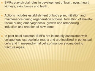  BMPs play pivotal roles in development of brain, eyes, heart,
kidneys, skin, bones and teeth .
 Actions includes establishment of body plan, initiation and
maintenance during regeneration of bone; formation of skeletal
tissue during embryogenesis, growth and remodeling ;
induction and creation of new bone.
 In post-natal skeleton, BMPs are intimately associated with
collagenous extracellular matrix and are localized in periosteal
cells and in mesenchymal cells of marrow stroma during
fracture repair.
 