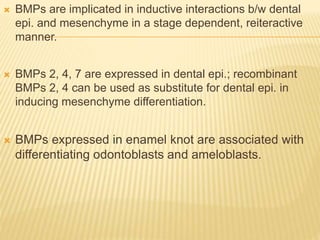 BMPs are implicated in inductive interactions b/w dental
epi. and mesenchyme in a stage dependent, reiteractive
manner.
 BMPs 2, 4, 7 are expressed in dental epi.; recombinant
BMPs 2, 4 can be used as substitute for dental epi. in
inducing mesenchyme differentiation.
 BMPs expressed in enamel knot are associated with
differentiating odontoblasts and ameloblasts.
 