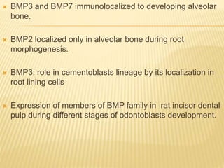  BMP3 and BMP7 immunolocalized to developing alveolar
bone.
 BMP2 localized only in alveolar bone during root
morphogenesis.
 BMP3: role in cementoblasts lineage by its localization in
root lining cells
 Expression of members of BMP family in rat incisor dental
pulp during different stages of odontoblasts development.
 