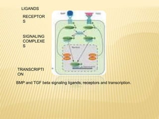 BMP and TGF beta signaling ligands, receptors and transcription.
LIGANDS
RECEPTOR
S
SIGNALING
COMPLEXE
S
TRANSCRIPTI
ON
 