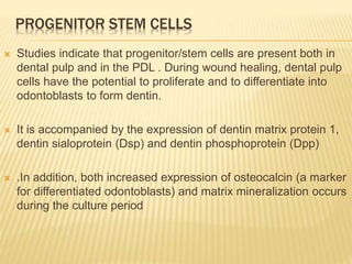 PROGENITOR STEM CELLS
 Studies indicate that progenitor/stem cells are present both in
dental pulp and in the PDL . During wound healing, dental pulp
cells have the potential to proliferate and to differentiate into
odontoblasts to form dentin.
 It is accompanied by the expression of dentin matrix protein 1,
dentin sialoprotein (Dsp) and dentin phosphoprotein (Dpp)
 .In addition, both increased expression of osteocalcin (a marker
for differentiated odontoblasts) and matrix mineralization occurs
during the culture period
 
