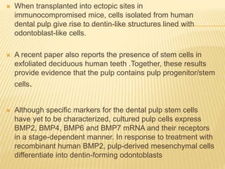  When transplanted into ectopic sites in
immunocompromised mice, cells isolated from human
dental pulp give rise to dentin-like structures lined with
odontoblast-like cells.
 A recent paper also reports the presence of stem cells in
exfoliated deciduous human teeth .Together, these results
provide evidence that the pulp contains pulp progenitor/stem
cells.
 Although specific markers for the dental pulp stem cells
have yet to be characterized, cultured pulp cells express
BMP2, BMP4, BMP6 and BMP7 mRNA and their receptors
in a stage-dependent manner. In response to treatment with
recombinant human BMP2, pulp-derived mesenchymal cells
differentiate into dentin-forming odontoblasts
 