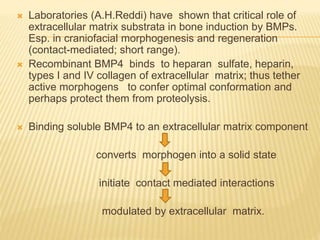  Laboratories (A.H.Reddi) have shown that critical role of
extracellular matrix substrata in bone induction by BMPs.
Esp. in craniofacial morphogenesis and regeneration
(contact-mediated; short range).
 Recombinant BMP4 binds to heparan sulfate, heparin,
types I and IV collagen of extracellular matrix; thus tether
active morphogens to confer optimal conformation and
perhaps protect them from proteolysis.
 Binding soluble BMP4 to an extracellular matrix component
converts morphogen into a solid state
initiate contact mediated interactions
modulated by extracellular matrix.
 