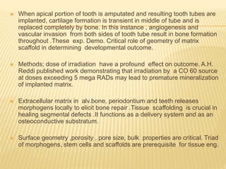  When apical portion of tooth is amputated and resulting tooth tubes are
implanted, cartilage formation is transient in middle of tube and is
replaced completely by bone. In this instance , angiogenesis and
vascular invasion from both sides of tooth tube result in bone formation
throughout .These exp. Demo. Critical role of geometry of matrix
scaffold in determining developmental outcome.
 Methods; dose of irradiation have a profound effect on outcome. A.H.
Reddi published work demonstrating that irradiation by a CO 60 source
at doses exceeding 5 mega RADs may lead to premature mineralization
of implanted matrix.
 Extracellular matrix in alv.bone, periodontium and teeth releases
morphogens locally to elicit bone repair .Tissue scaffolding is crucial in
healing segmental defects .It functions as a delivery system and as an
osteoconductive substratum.
 Surface geometry ,porosity , pore size, bulk properties are critical. Triad
of morphogens, stem cells and scaffolds are prerequisite for tissue eng.
 