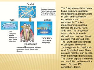 Scaffold
Collagen Fibronectin
Fibrin Hyaluronic acid
Proteoglycan Foams,
fibers Gels membrane
SignalsCell
s
Adult
Embryonic
Marrow
Stroma PLD
stem Dental
pulp stem
Regeneratio
nAlveolar bone ,Periodontal ligament
Cementum ,Dentin ,Dental pulp
,Enamel.
TGFB/ BMPs
FGFs WNTs
hedgehogs
The 3 key elements for dental
tissue eng. Are signals for
morphogenesis,progenitor/ste
m cells, and scaffolds of
ext.cellular matrix
components. The key
morphogenetic signaling
families are BMPs, FGFs,
Shh, Wnt. The progentior
/stem cells include cells
derived from marrow, dental
pulp and PDL-derived cells.
The ECM scaffolds consists
of collagens, fibronectin
,proteoglycans,inc. hyaluronic
acid. Synthetic foams, fibres,
gels and membs. Can be inco.
With biomimetic biomaterials.
The triad of signals ,stem cells
and scaffolds can be used for
regen. Of bone, PDL,
cementum, dentin.
 