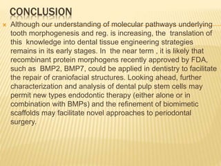 CONCLUSION
 Although our understanding of molecular pathways underlying
tooth morphogenesis and reg. is increasing, the translation of
this knowledge into dental tissue engineering strategies
remains in its early stages. In the near term , it is likely that
recombinant protein morphogens recently approved by FDA,
such as BMP2, BMP7, could be applied in dentistry to facilitate
the repair of craniofacial structures. Looking ahead, further
characterization and analysis of dental pulp stem cells may
permit new types endodontic therapy (either alone or in
combination with BMPs) and the refinement of biomimetic
scaffolds may facilitate novel approaches to periodontal
surgery.
 