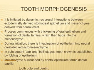 TOOTH MORPHOGENESIS
 It is initiated by dynamic, reciprocal interactions between
ectodermally derived stomodeal epithelium and mesenchyme
derived from neural crest.
 Process commences with thickening of oral epithelium and
formation of dental lamina, which then buds into the
mesenchyme
 During initiation, there is invagination of epithelium into neural
crest-derived ectomesenchyme.
 In subsequent ‘cap’ and ‘bell’ stages, tooth crown is established
by folding of epithelium.
 Mesenchyme surrounded by dental epithelium forms dental
papilla
tooth pulp and dentin.
 