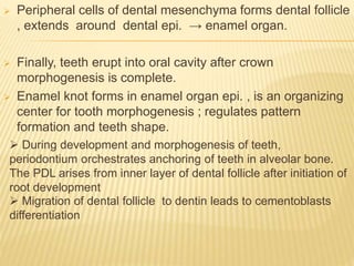  Peripheral cells of dental mesenchyma forms dental follicle
, extends around dental epi. → enamel organ.
 Finally, teeth erupt into oral cavity after crown
morphogenesis is complete.
 Enamel knot forms in enamel organ epi. , is an organizing
center for tooth morphogenesis ; regulates pattern
formation and teeth shape.
 During development and morphogenesis of teeth,
periodontium orchestrates anchoring of teeth in alveolar bone.
The PDL arises from inner layer of dental follicle after initiation of
root development
 Migration of dental follicle to dentin leads to cementoblasts
differentiation
 