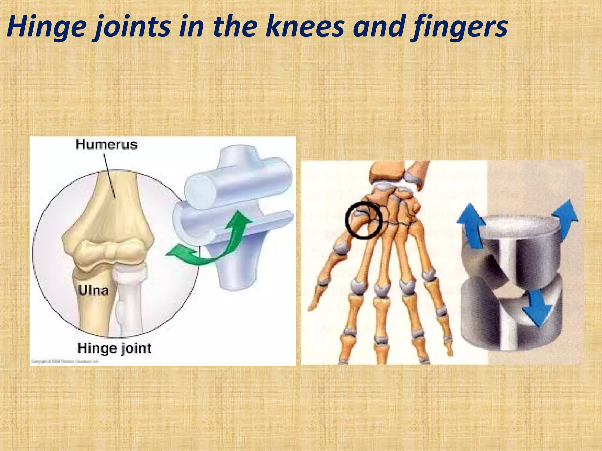 Hinge joints in the knees and fingers
 