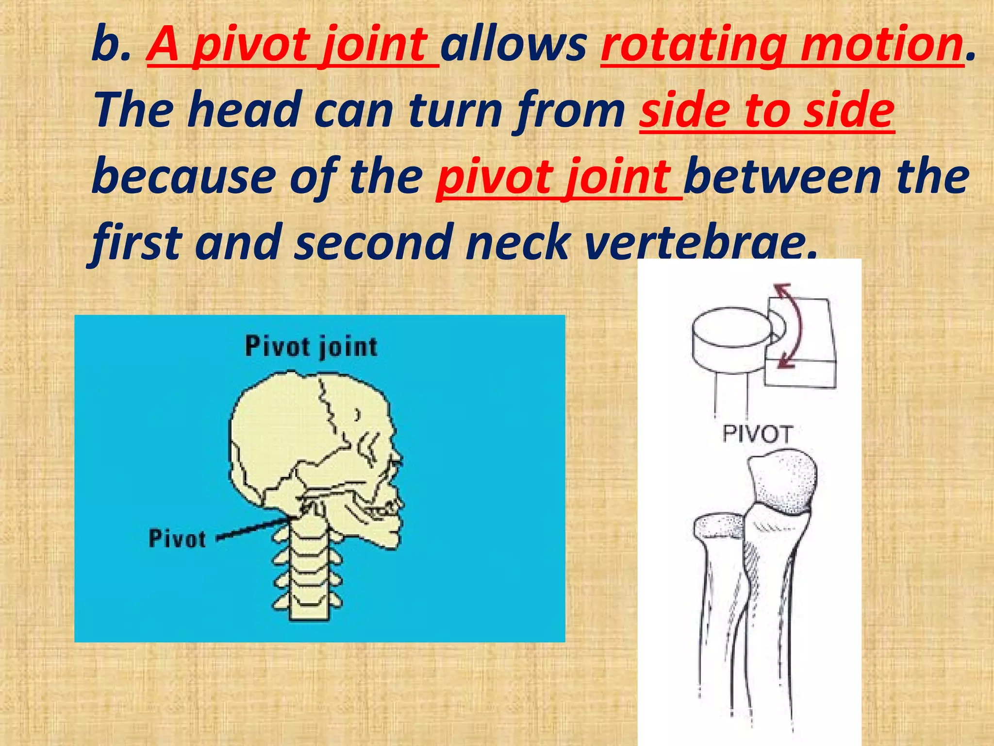 b. A pivot joint allows rotating motion.
The head can turn from side to side
because of the pivot joint between the
first and second neck vertebrae.
 