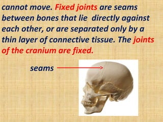 cannot move. Fixed joints are seams
between bones that lie directly against
each other, or are separated only by a
thin layer of connective tissue. The joints
of the cranium are fixed.
seams
 