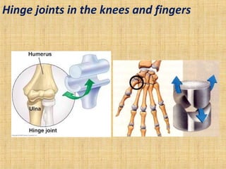 Hinge joints in the knees and fingers
 