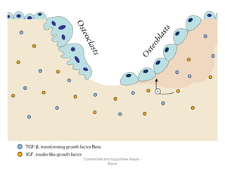 Connective and supportive tissue -
Bone
 
