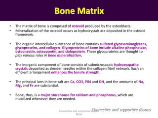 Bone Matrix
• The matrix of bone is composed of osteoid produced by the osteoblasts.
• Mineralization of the osteoid occurs as hydrocrystals are deposited in the osteoid
framework.
• The organic intercellular substance of bone contains sulfated glycosaminoglycans,
glycoproteins, and collagen- Glycoproteins of bone include alkaline phosphatase,
osteonectin, osteopontin, and sialoprotein. These glycoproteins are thought to
play various roles in bone mineralization.
• The inorganic component of bone consists of submicroscopic hydroxyapatite
crystals deposited as slender needles within the collagen fibril network. Such an
efficient arrangement enhances the tensile strength.
• The principal ions in bone salt are Ca, CO3, P04 and OH, and the amounts of Na,
Mg, and Fe are substantial.
• Bone, thus, is a major storehouse for calcium and phosphorus, which are
mobilized whenever they are needed.
Connective and supportive tissuesConnective and supportive tissue -
Bone
 