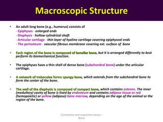 Macroscopic Structure
• An adult long bone (e.g., humerus) consists of
- Epiphyses - enlarged ends
- Diaphysis - hollow cylindrical shaft
- Articular cartilage - thin layer of hyaline cartilage covering epiphyseal ends
- The periosteum - vascular fibrous membrane covering ext. surface of bone
• Each region of the bone is composed of lamellar bone, but it is arranged differently to best
perform its biomechanical function.
• The epiphyses have a thin shell of dense bone (subchondral bone) under the articular
cartilage.
• A network of trabeculae forms spongy bone, which extends from the subchondral bone to
form the center of the bone.
• The wall of the diaphysis is composed of compact bone, which contains osteons. The inner
(medullary) cavity of bone is lined by endosteum and contains adipose tissue or red
(hemopoietic) or yellow (adipose) bone marrow, depending on the age of the animal or the
region of the bone.
Connective and supportive tissue -
Bone
 