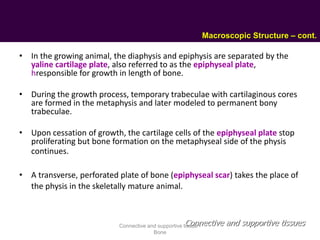 • In the growing animal, the diaphysis and epiphysis are separated by the
yaline cartilage plate, also referred to as the epiphyseal plate,
hresponsible for growth in length of bone.
• During the growth process, temporary trabeculae with cartilaginous cores
are formed in the metaphysis and later modeled to permanent bony
trabeculae.
• Upon cessation of growth, the cartilage cells of the epiphyseal plate stop
proliferating but bone formation on the metaphyseal side of the physis
continues.
• A transverse, perforated plate of bone (epiphyseal scar) takes the place of
the physis in the skeletally mature animal.
Connective and supportive tissues
Macroscopic Structure – cont.
Connective and supportive tissue -
Bone
 
