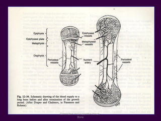 Connective and supportive tissue -
Bone
 