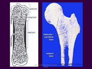 Connective and supportive tissuesConnective and supportive tissue -
Bone
 