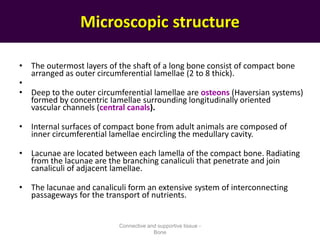 Microscopic structure
• The outermost layers of the shaft of a long bone consist of compact bone
arranged as outer circumferential lamellae (2 to 8 thick).
•
• Deep to the outer circumferential lamellae are osteons (Haversian systems)
formed by concentric Iamellae surrounding longitudinally oriented
vascular channels (central canals).
• Internal surfaces of compact bone from adult animals are composed of
inner circumferential lamellae encircling the medullary cavity.
• Lacunae are located between each lamella of the compact bone. Radiating
from the lacunae are the branching canaliculi that penetrate and join
canaliculi of adjacent lamelIae.
• The lacunae and canaliculi form an extensive system of interconnecting
passageways for the transport of nutrients.
Connective and supportive tissue -
Bone
 
