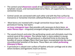 • The central canal (Haversian canal) of each osteon contains capillaries,
lymphatic vessels, and nonmyelinated nerve fibers, all supported by reticular
connective tissue.
• Central canals are connected with each other and with the free surfrce by
transverse or horizontal channels called perforating canal (Volkmann’s canals).
• Most bones are invested with a tough connective tissue layer, the
periosteum having two layers:
an inner osteogenic layer that provides cells necessary to form bone, an
outer fibrous layer - irregularly arranged collagen fibers and blood vessels.
• The vessels branch and enter the perforating canals and ultimately reach the
central canal of the osteons. The cellular layer is more evident in young
animals than in adults. The periosteum is attached firmly to the bone by
bundles of coarse collagen fibers that have been incorporated into the outer
circumferential lamellae of the bone. These fibers are called perforating
(Sharpey’s) fibers.
• A periosteum is absent over surface of hyaline articular cartilage and at sites
where tendons and ligaments insert on bones.
Microscopic structure - conti.
Connective and supportive tissue -
Bone
 