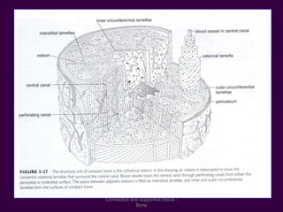 Connective and supportive tissue -
Bone
 
