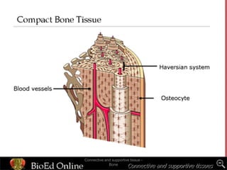 Connective and supportive tissues
Connective and supportive tissue -
Bone
 