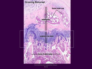 Connective and supportive tissue -
Bone
 