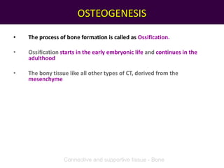 OSTEOGENESIS
• The process of bone formation is called as Ossification.
• Ossification starts in the early embryonic life and continues in the
adulthood
• The bony tissue like all other types of CT, derived from the
mesenchyme
Connective and supportive tissue - Bone
 