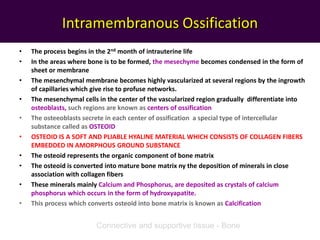 Intramembranous Ossification
• The process begins in the 2nd month of intrauterine life
• In the areas where bone is to be formed, the mesechyme becomes condensed in the form of
sheet or membrane
• The mesenchymal membrane becomes highly vascularized at several regions by the ingrowth
of capillaries which give rise to profuse networks.
• The mesenchymal cells in the center of the vascularized region gradually differentiate into
osteoblasts, such regions are known as centers of ossification
• The osteeoblasts secrete in each center of ossification a special type of intercellular
substance called as OSTEOID
• OSTEOID IS A SOFT AND PLIABLE HYALINE MATERIAL WHICH CONSISTS OF COLLAGEN FIBERS
EMBEDDED IN AMORPHOUS GROUND SUBSTANCE
• The osteoid represents the organic component of bone matrix
• The osteoid is converted into mature bone matrix ny the deposition of minerals in close
association with collagen fibers
• These minerals mainly Calcium and Phosphorus, are deposited as crystals of calcium
phosphorus which occurs in the form of hydroxyapatite.
• This process which converts osteoid into bone matrix is known as Calcification
Connective and supportive tissue - Bone
 