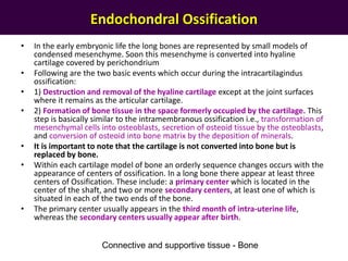 Endochondral Ossification
• In the early embryonic life the long bones are represented by small models of
condensed mesenchyme. Soon this mesenchyme is converted into hyaline
cartilage covered by perichondrium
• Following are the two basic events which occur during the intracartilagindus
ossification:
• 1) Destruction and removal of the hyaline cartilage except at the joint surfaces
where it remains as the articular cartilage.
• 2) Formation of bone tissue in the space formerly occupied by the cartilage. This
step is basically similar to the intramembranous ossification i.e., transformation of
mesenchymal cells into osteoblasts, secretion of osteoid tissue by the osteoblasts,
and conversion of osteoid into bone matrix by the deposition of minerals.
• It is important to note that the cartilage is not converted into bone but is
replaced by bone.
• Within each cartilage model of bone an orderly sequence changes occurs with the
appearance of centers of ossification. In a long bone there appear at least three
centers of Ossification. These include: a primary center which is located in the
center of the shaft, and two or more secondary centers, at least one of which is
situated in each of the two ends of the bone.
• The primary center usually appears in the third month of intra-uterine life,
whereas the secondary centers usually appear after birth.
Connective and supportive tissue - Bone
 