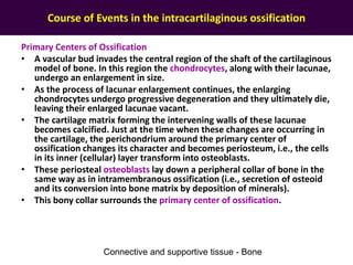 Course of Events in the intracartilaginous ossification
Primary Centers of Ossification
• A vascular bud invades the central region of the shaft of the cartilaginous
model of bone. In this region the chondrocytes, along with their lacunae,
undergo an enlargement in size.
• As the process of lacunar enlargement continues, the enlarging
chondrocytes undergo progressive degeneration and they ultimately die,
leaving their enlarged lacunae vacant.
• The cartilage matrix forming the intervening walls of these lacunae
becomes calcified. Just at the time when these changes are occurring in
the cartilage, the perichondrium around the primary center of
ossification changes its character and becomes periosteum, i.e., the cells
in its inner (cellular) layer transform into osteoblasts.
• These periosteal osteoblasts lay down a peripheral collar of bone in the
same way as in intramembranous ossification (i.e., secretion of osteoid
and its conversion into bone matrix by deposition of minerals).
• This bony collar surrounds the primary center of ossification.
Connective and supportive tissue - Bone
 